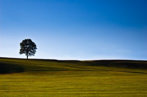 Lone tree sits atop a hill with green grass and bright blue sky.