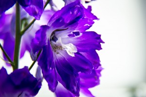 Close-up photo of a purple flower